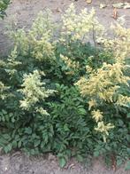 astilbe wit, Vaste plant, Halfschaduw, Zomer, Ophalen