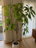 Grote money tree, Ophalen, Overige soorten, Halfschaduw, Minder dan 100 cm