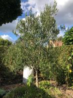 Olijfboom ongeveer 3 m hoogte, Tuin en Terras, Planten | Bomen, Ophalen, Olijfboom