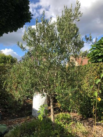 Olijfboom ongeveer 3 m hoogte beschikbaar voor biedingen