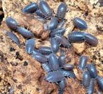 Porcellio Scaber, Dieren en Toebehoren, Insecten en Spinnen, Overige soorten