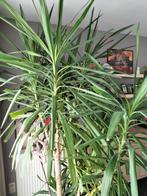 Jucca kamerplant, Huis en Inrichting, Kamerplanten, Ophalen, Yucca, In pot, 200 cm of meer