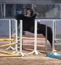 Verzorg/bijrij paard gezocht, Animaux & Accessoires, Chevaux