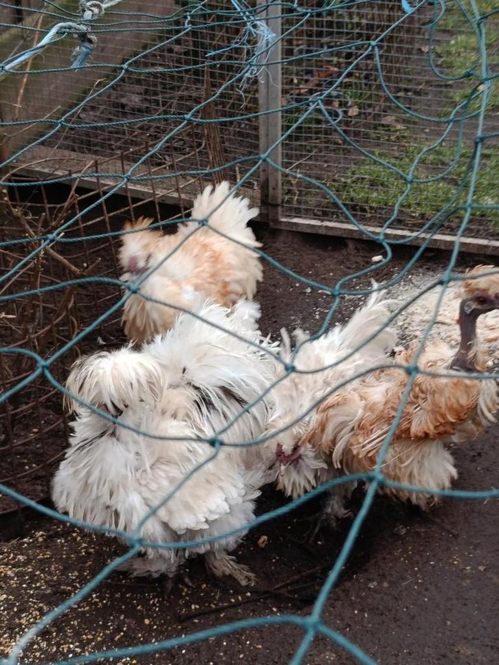 Beaux poulets d'ornement, Animaux & Accessoires, Volatiles