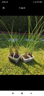 Gracillimus Sinensis Miscanthus - Prachtriet stekken, Tuin en Terras, Planten | Tuinplanten, Ophalen, Volle zon, Vaste plant, Siergrassen