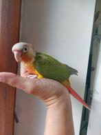 Conure molinae eam