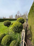 buxussen op stam in perfecte staat (30-50€), Tuin en Terras, Planten | Bomen, Ophalen of Verzenden