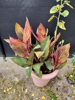 Canna roodgroen blad, oranje bloemen.Diverse maten..Ophalen., Ophalen