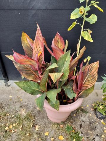 Canna roodgroen blad, oranje bloemen.Diverse maten..Ophalen. beschikbaar voor biedingen