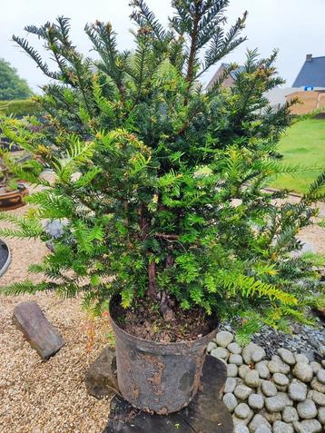 start plant bonsai taxus