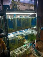 Aquarium stelling, Dieren en Toebehoren, Ophalen, Zo goed als nieuw, Leeg aquarium
