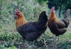 Opzoek naar goudbrakel hennen, Dieren en Toebehoren, Pluimvee