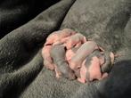 Rittens te koop, Dieren en Toebehoren, Knaagdieren, September, Rat, Tam