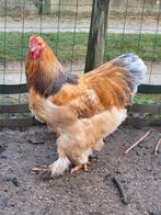 Brahma, 6 hennen en 2 hanen, Dieren en Toebehoren, Pluimvee