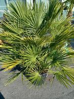 Palmier, Jardin & Terrasse, Plantes | Jardin, Enlèvement