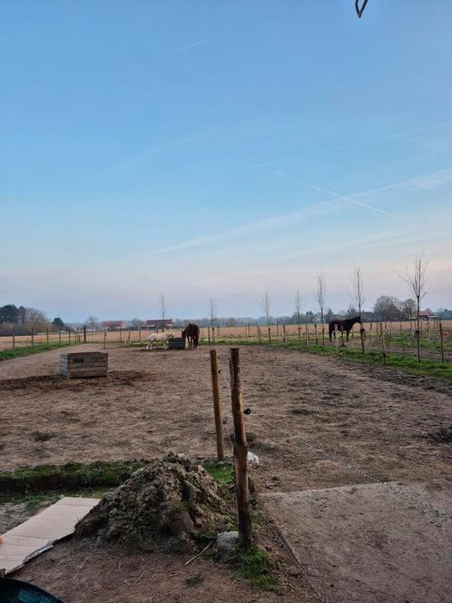 Plek aangeboden paddock paradise Kampenhout, Dieren en Toebehoren, Stalling en Weidegang, 1 paard of pony