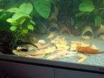Ancistrus albinos, hommes, jeunes, Poisson