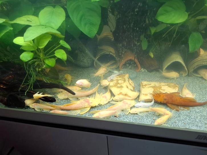 Ancistrus albinos, hommes, jeunes, Animaux & Accessoires, Poissons | Poissons d'aquarium, Poisson
