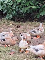 hollandse kwaker, Dieren en Toebehoren, Pluimvee, Meerdere dieren, Eend