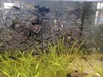 Guppy's guppies endlers