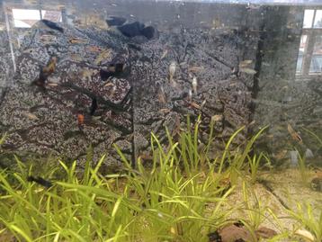 Guppy's guppies endlers beschikbaar voor biedingen