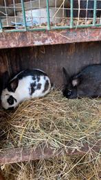 Konijnen, Dieren en Toebehoren, Konijnen