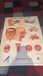 Oude plaat keel,neus en oor, Antiquités & Art, Art | Dessins & Photographie, Enlèvement