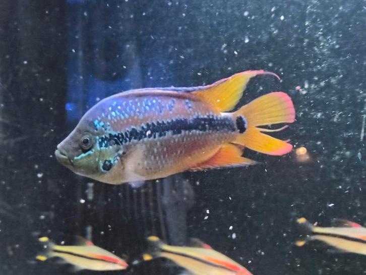 Salvini cichlide adult, Dieren en Toebehoren, Vissen | Aquariumvissen