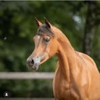 Prachtmerrie opzoek naar een nieuwe thuis, Dieren en Toebehoren, Paarden, Merrie, Gechipt, Zadelmak, 3 tot 6 jaar