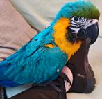 Ara gezocht, Dieren en Toebehoren, Papegaai, Pratend