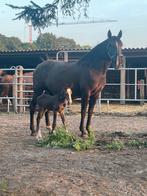 Hengstveulen Zangersheide, Springpaard, Gechipt, Niet van toepassing, 0 tot 2 jaar