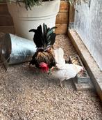 Koppel Serama kippen, Dieren en Toebehoren, Kip