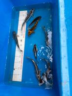 6 koi tot 25 cm ( ruilen mag ook), Dieren en Toebehoren, Karper of Koi