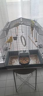 Kanaries, Dieren en Toebehoren, Meerdere dieren, Zangkanarie