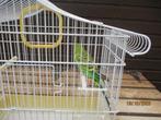 Vogelkooi met grasparkiet, Dieren en Toebehoren, Mannelijk, Parkiet