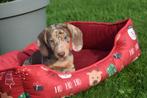 Teckel pups prachtige kleuren, Dieren en Toebehoren, België, 8 tot 15 weken, Korthaar, Dwerg