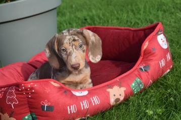 Teckel pups prachtige kleuren beschikbaar voor biedingen