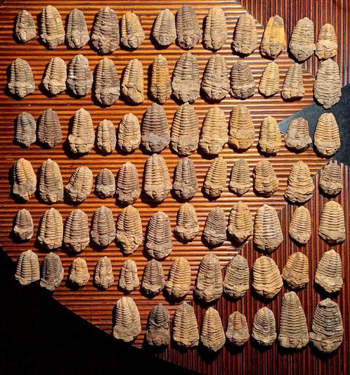 Grote keuze uit 90 fossiele trilobieten, Verzamelen, Mineralen en Fossielen, Fossiel, Ophalen of Verzenden