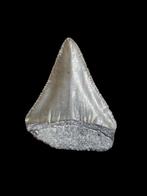 4) Grand carcharodon carcharias (requin blanc) de Bone Valle, Collections, Enlèvement ou Envoi, Fossile