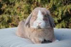 Minilop dekram, Dieren en Toebehoren, Konijnen, Mannelijk, Dwerg, Hangoor, 0 tot 2 jaar