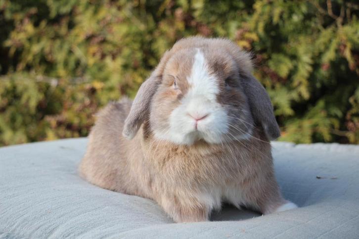Minilop dekram, Dieren en Toebehoren, Konijnen, Dwerg, Mannelijk, 0 tot 2 jaar, Hangoor