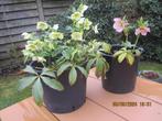 Helleborus planten in grote pot, mooie bloemen roos en wit p, Vaste plant, Lente, Ophalen, Volle zon