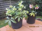 Helleborus planten in grote pot, mooie bloemen roos en wit p, Tuin en Terras, Vaste plant, Lente, Ophalen, Volle zon