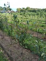 Amelanchier arborea Robin Hill/ krentenboom, 100 à 250 cm, Enlèvement, Ombre partielle, Printemps