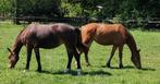 2 jarige merrie's freiberger/Franches Montagnes, Merrie, Z