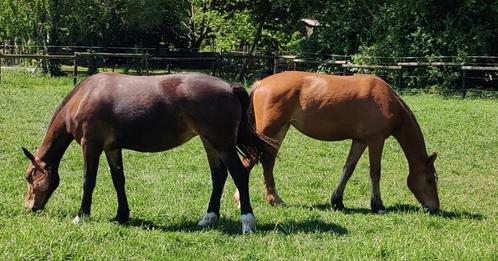 2 jarige merrie's freiberger/Franches Montagnes, Dieren en Toebehoren, Paarden, Merrie, Z