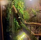 Groen helmbasilisk + terrarium en accesoires, Dieren en Toebehoren, Hagedis, Met terrarium, 3 tot 6 jaar