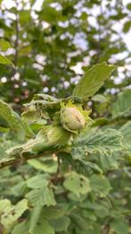 Hazelaar, Tuin en Terras, Ophalen