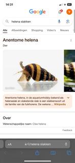 Helena slakken, Animaux & Accessoires, Poissons | Poissons d'aquarium, Poisson d'eau douce, Escargot ou Mollusque