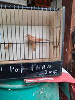 Rood mus Mexicaan Fhao 2023 POP, Ophalen, Zo goed als nieuw